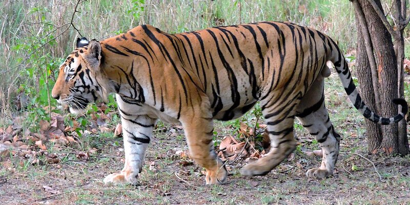 If you dream about a tiger, what number should you bet on?