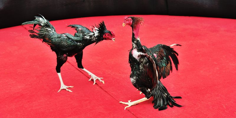 Concept of licensed cockfighting Jun88 and the fundamental difference