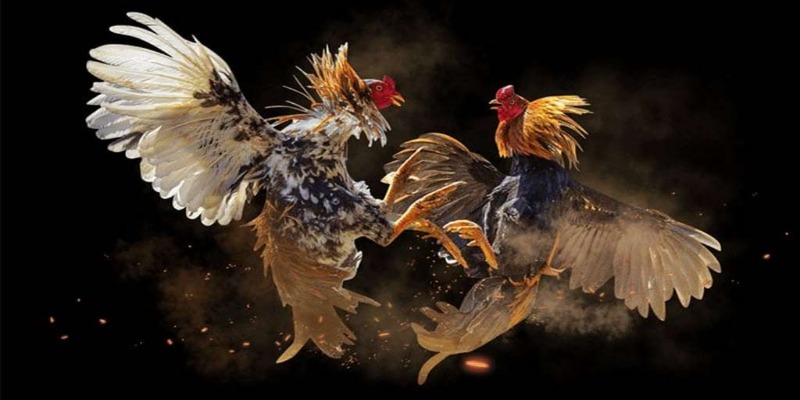 licensed cockfighting Jun88